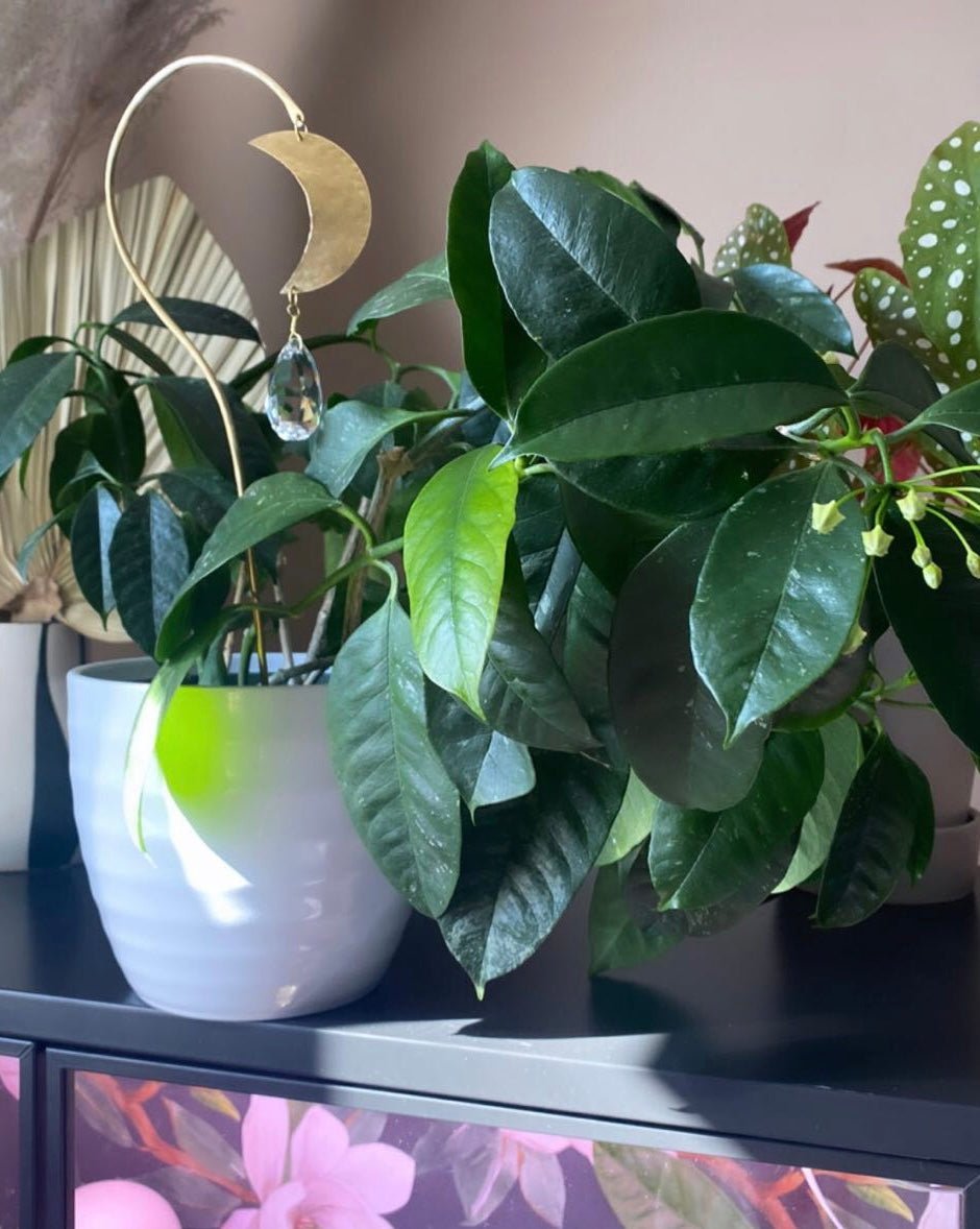 Planty Suncatcher Stick- Luna - Che Cose Belle