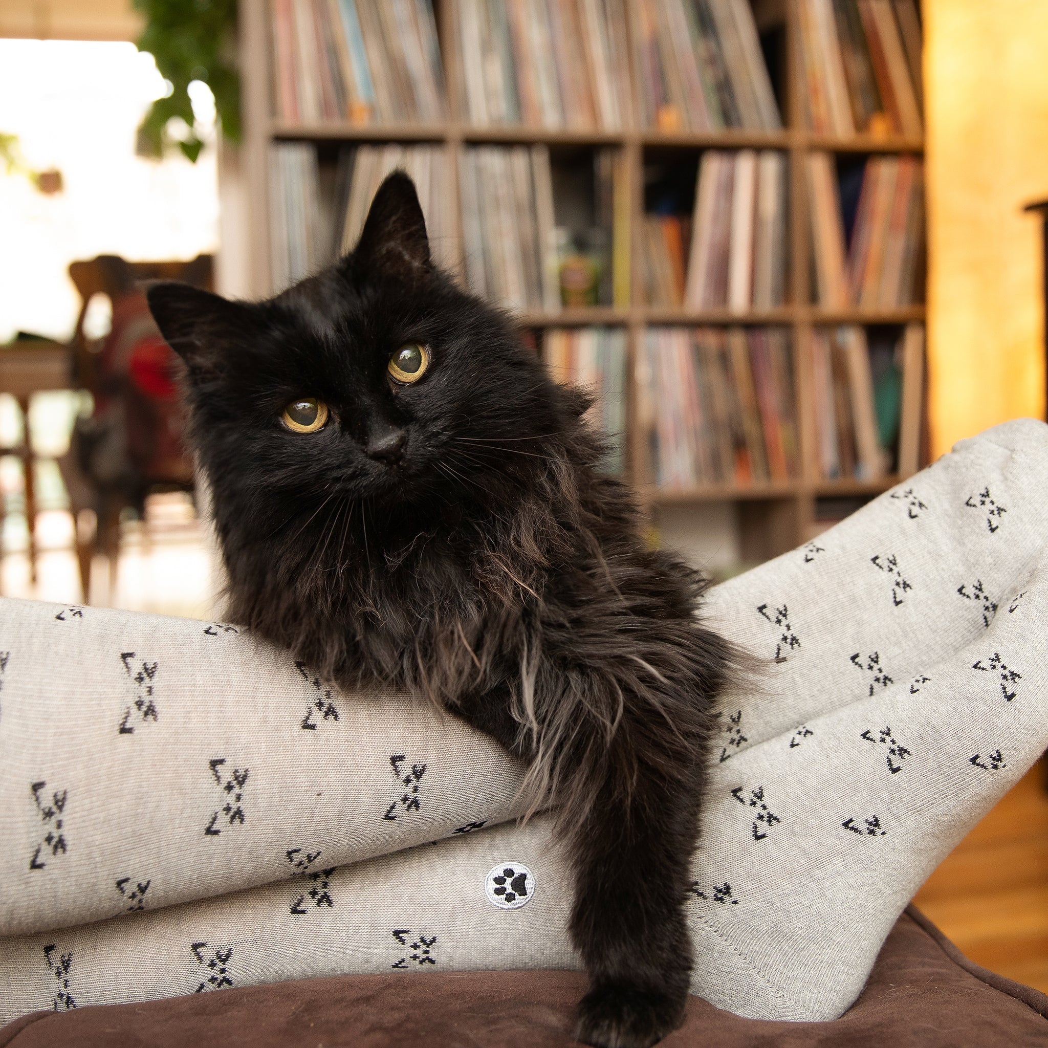 Save Cats Gift Box - Che Cose Belle