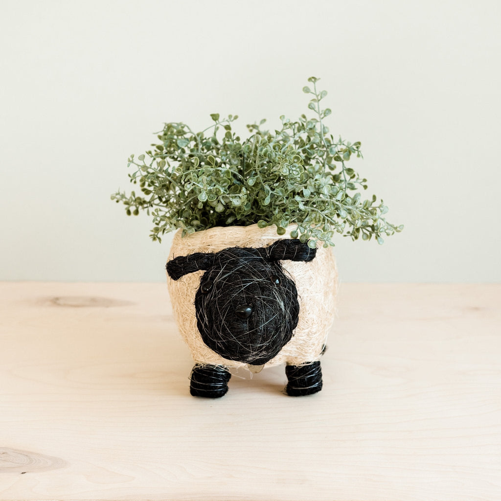 Sheep Planter - Coco Coir Pots - Che Cose Belle