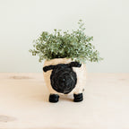 Sheep Planter - Coco Coir Pots - Che Cose Belle
