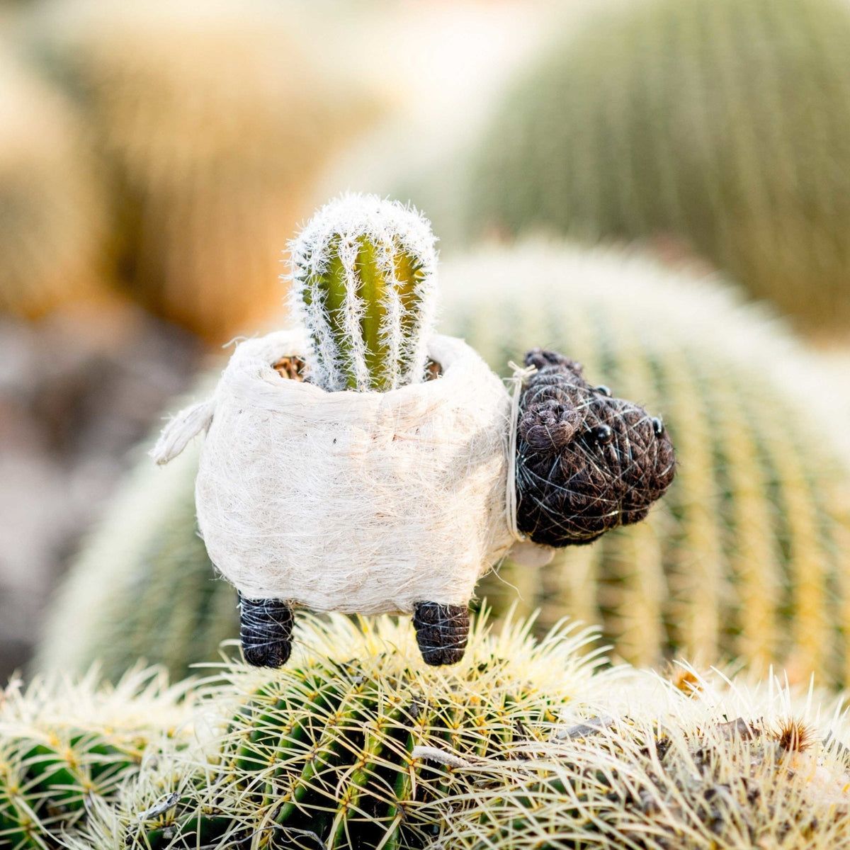 Sheep Planter - Coco Coir Pots - Che Cose Belle