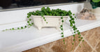 Small Bathtub Planter - Che Cose Belle
