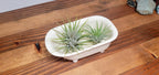 Small Bathtub Planter - Che Cose Belle