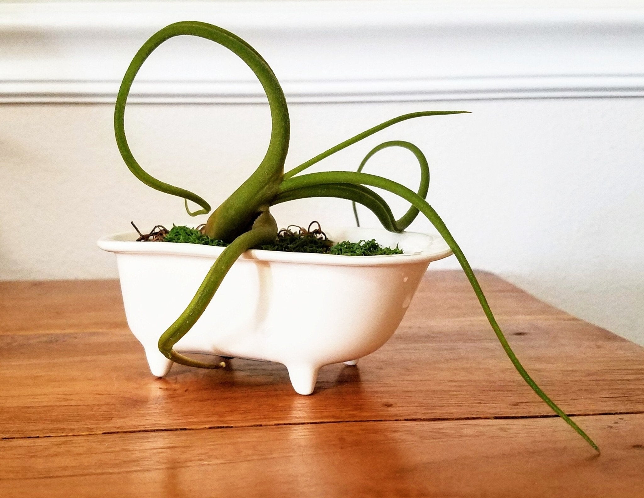 Small Bathtub Planter - Che Cose Belle