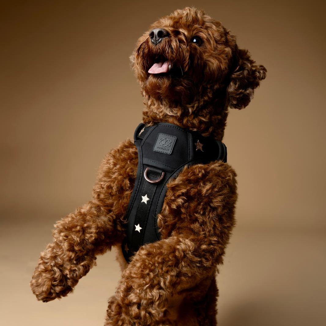 The NoMad Adjustable Luxe Harness - Rockstar - Che Cose Belle