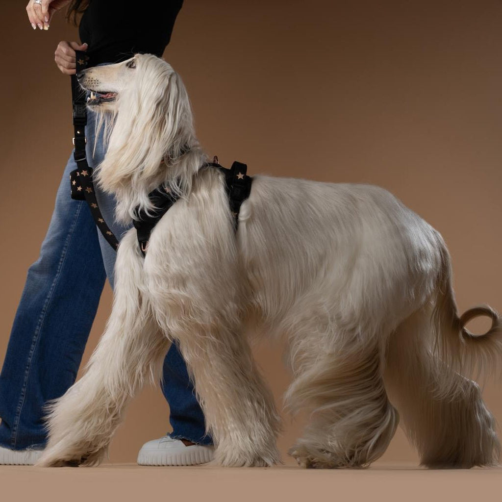 The NoMad Adjustable Luxe Harness - Rockstar - Che Cose Belle