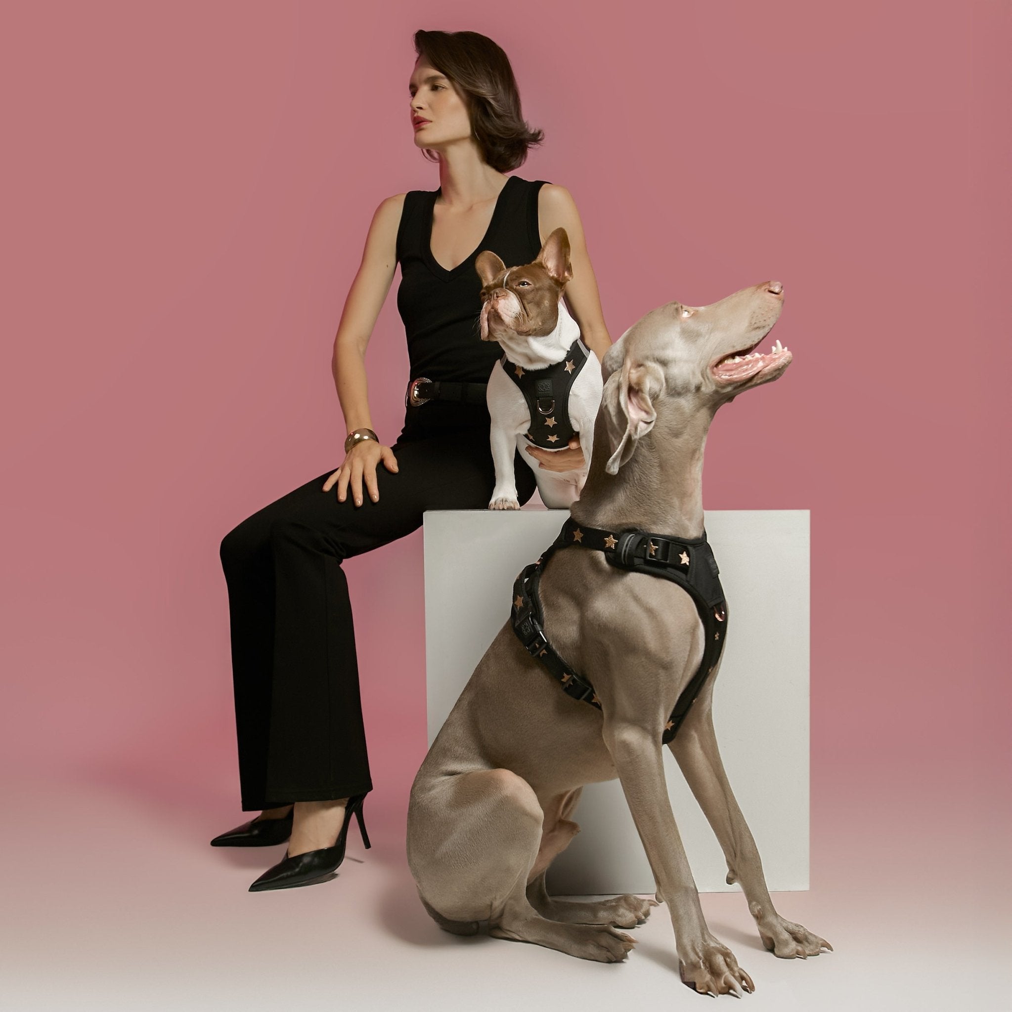 The NoMad Adjustable Luxe Harness - Rockstar - Che Cose Belle