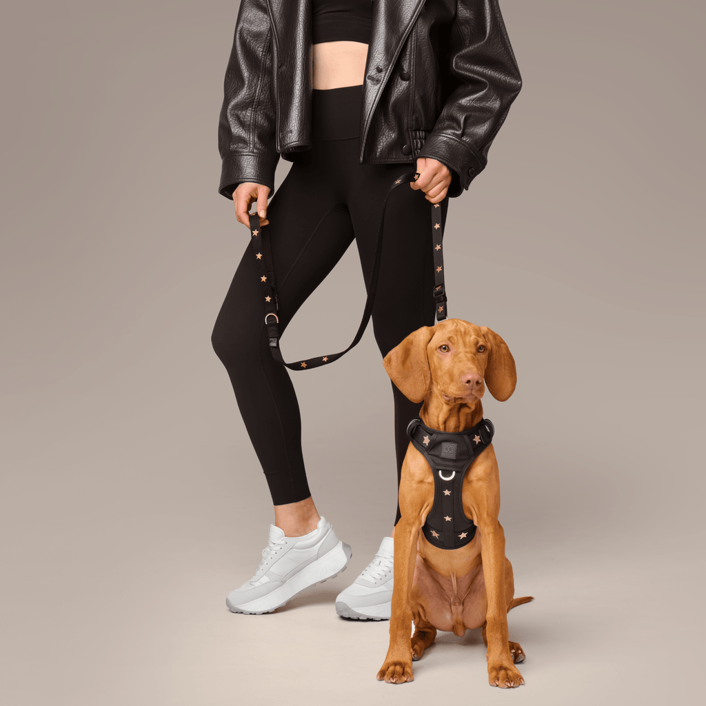 The NoMad Adjustable Luxe Harness - Rockstar - Che Cose Belle