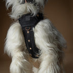 The NoMad Adjustable Luxe Harness - Rockstar - Che Cose Belle