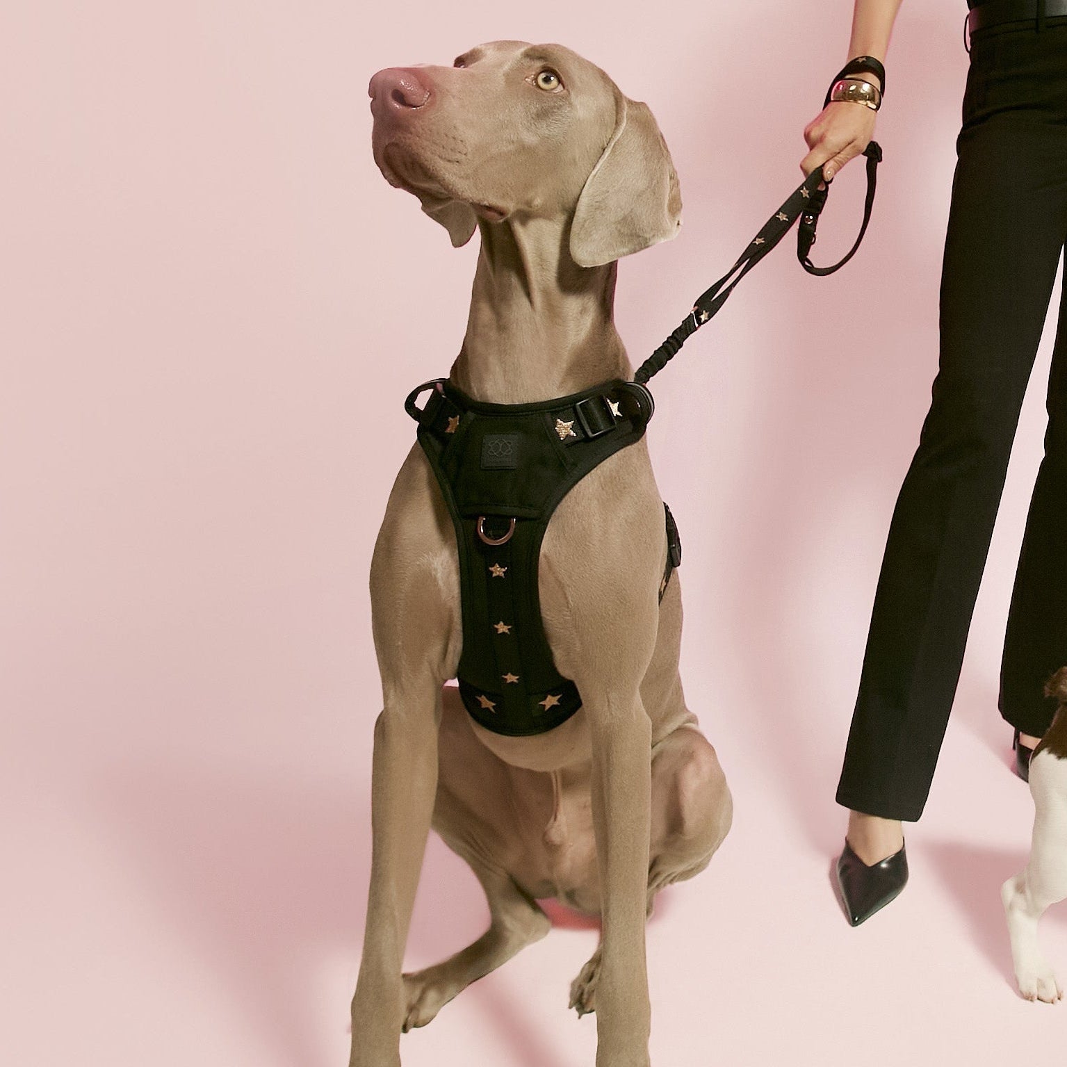 The NoMad Adjustable Luxe Harness - Rockstar - Che Cose Belle