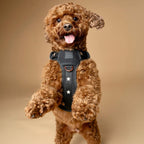 The NoMad Adjustable Luxe Harness - Rockstar - Che Cose Belle