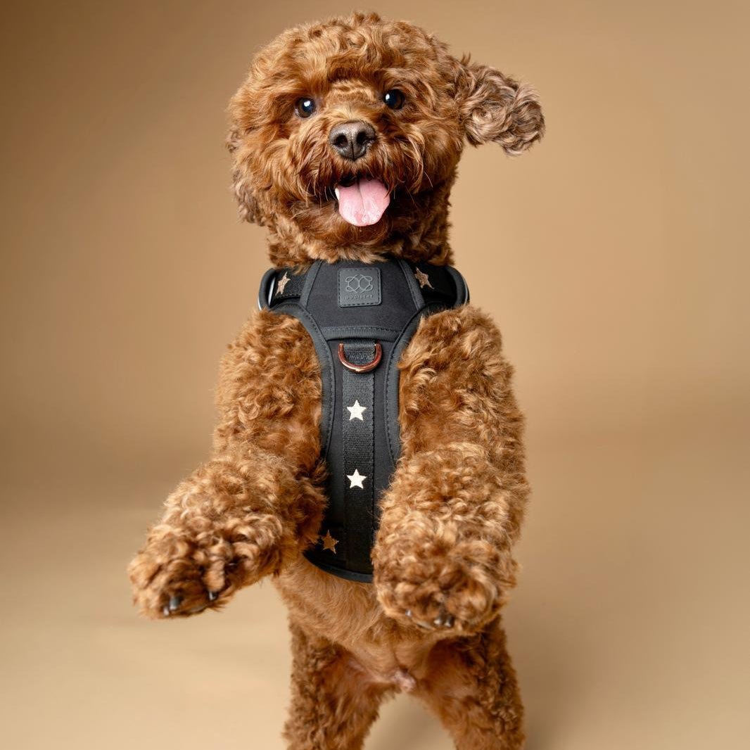 The NoMad Adjustable Luxe Harness - Rockstar - Che Cose Belle