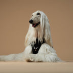 The NoMad Adjustable Luxe Harness - Rockstar - Che Cose Belle