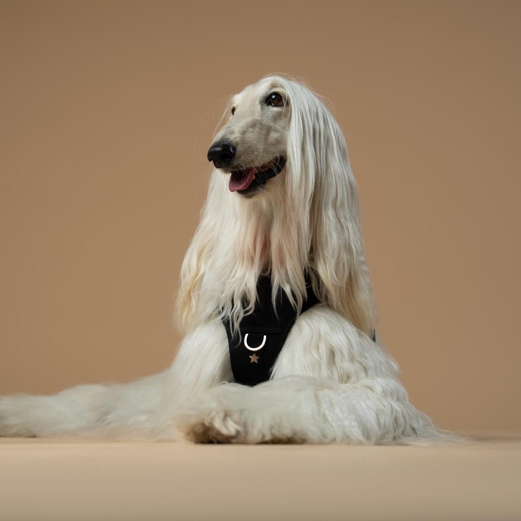 The NoMad Adjustable Luxe Harness - Rockstar - Che Cose Belle