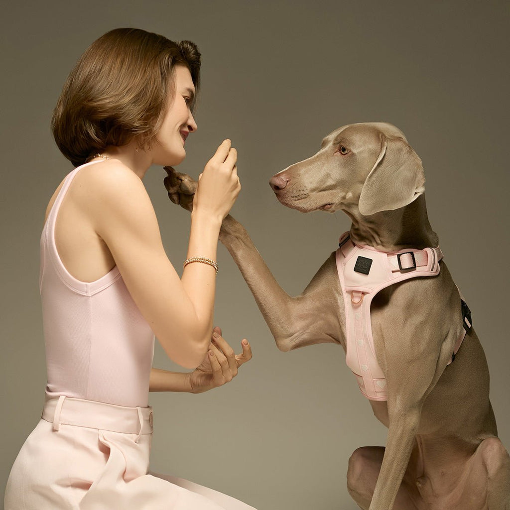 The NoMad Adjustable Luxe Harness - Sweetheart - Che Cose Belle