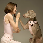 The NoMad Adjustable Luxe Harness - Sweetheart - Che Cose Belle