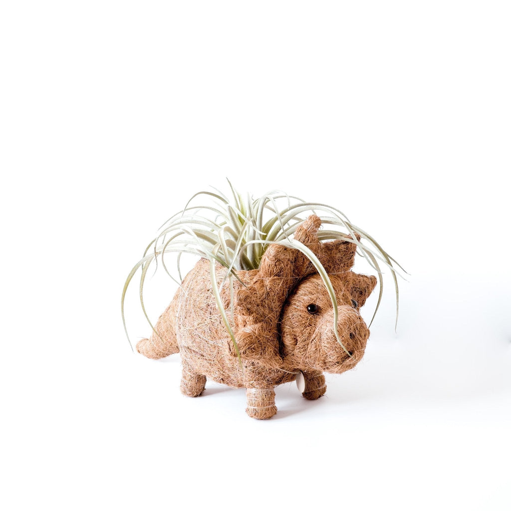 Triceratops Planter - Che Cose Belle