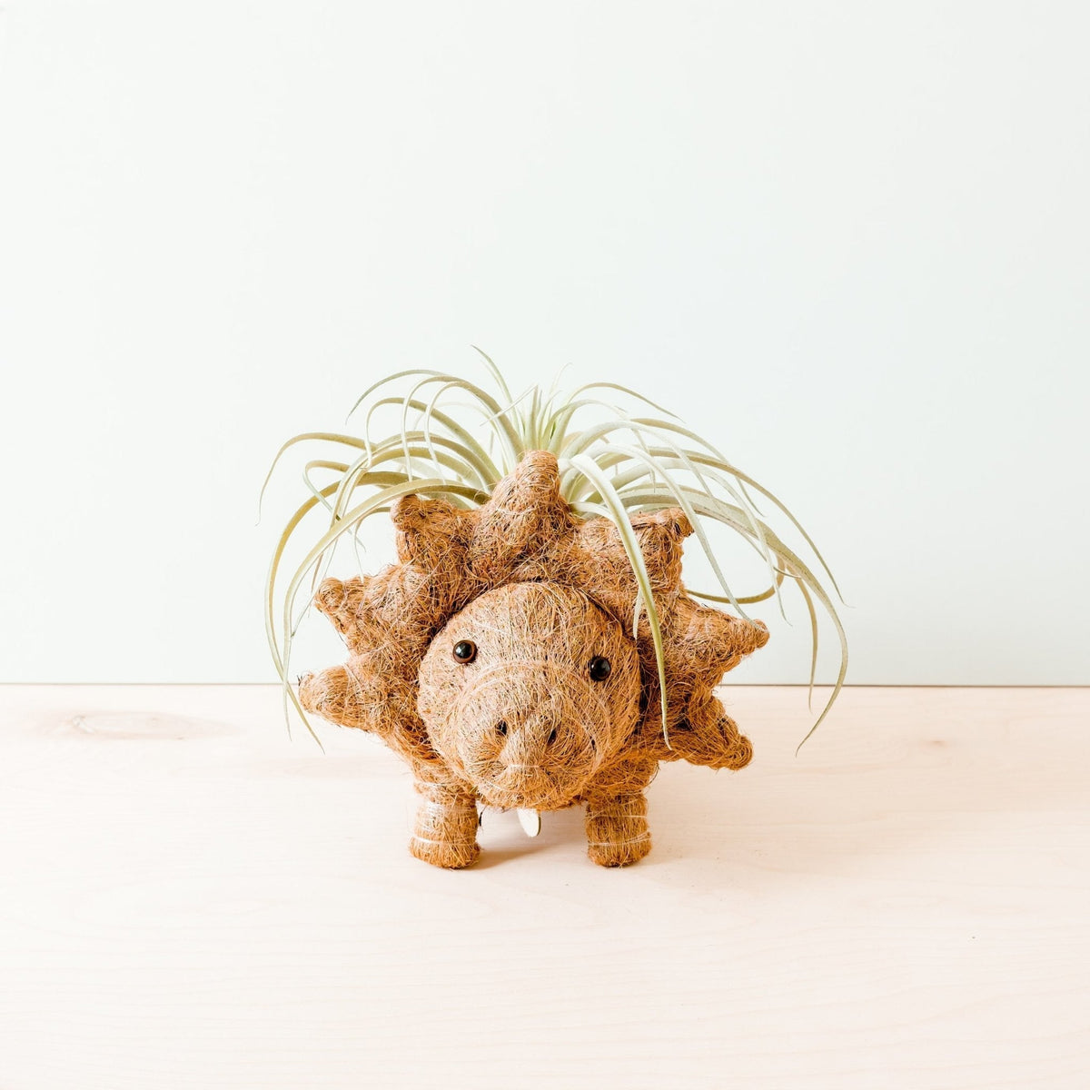 Triceratops Planter - Che Cose Belle
