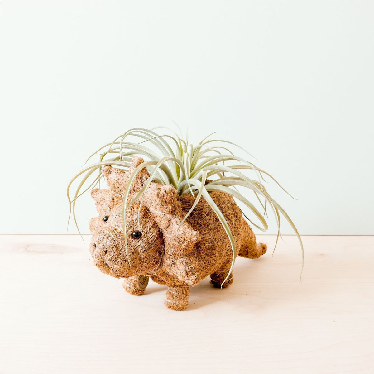 Triceratops Planter - Che Cose Belle