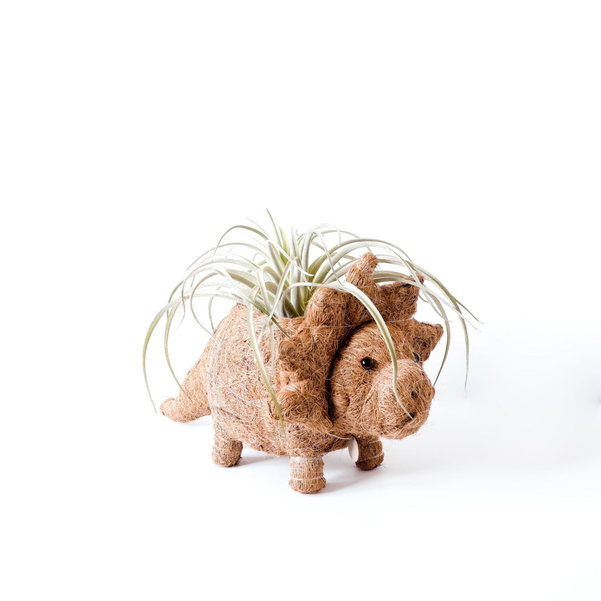 Triceratops Planter - Che Cose Belle