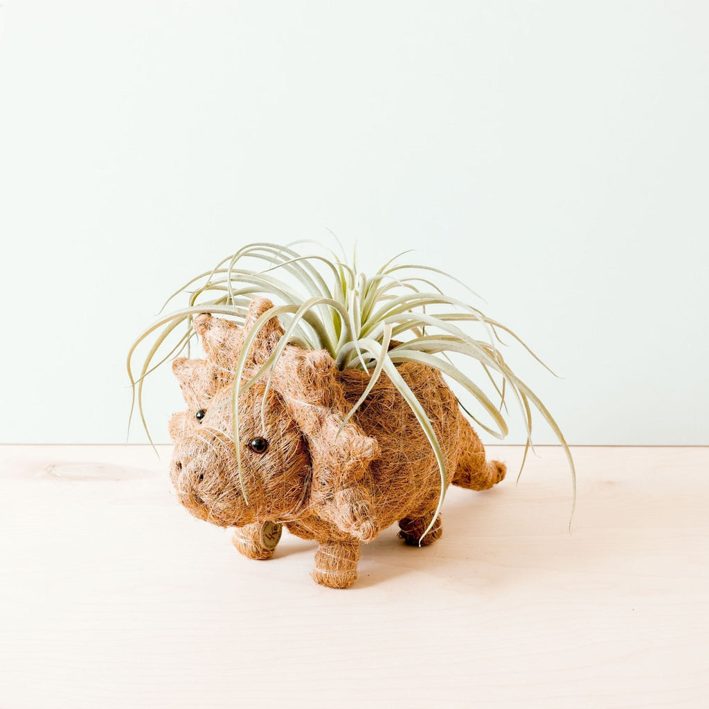 Triceratops Planter - Che Cose Belle
