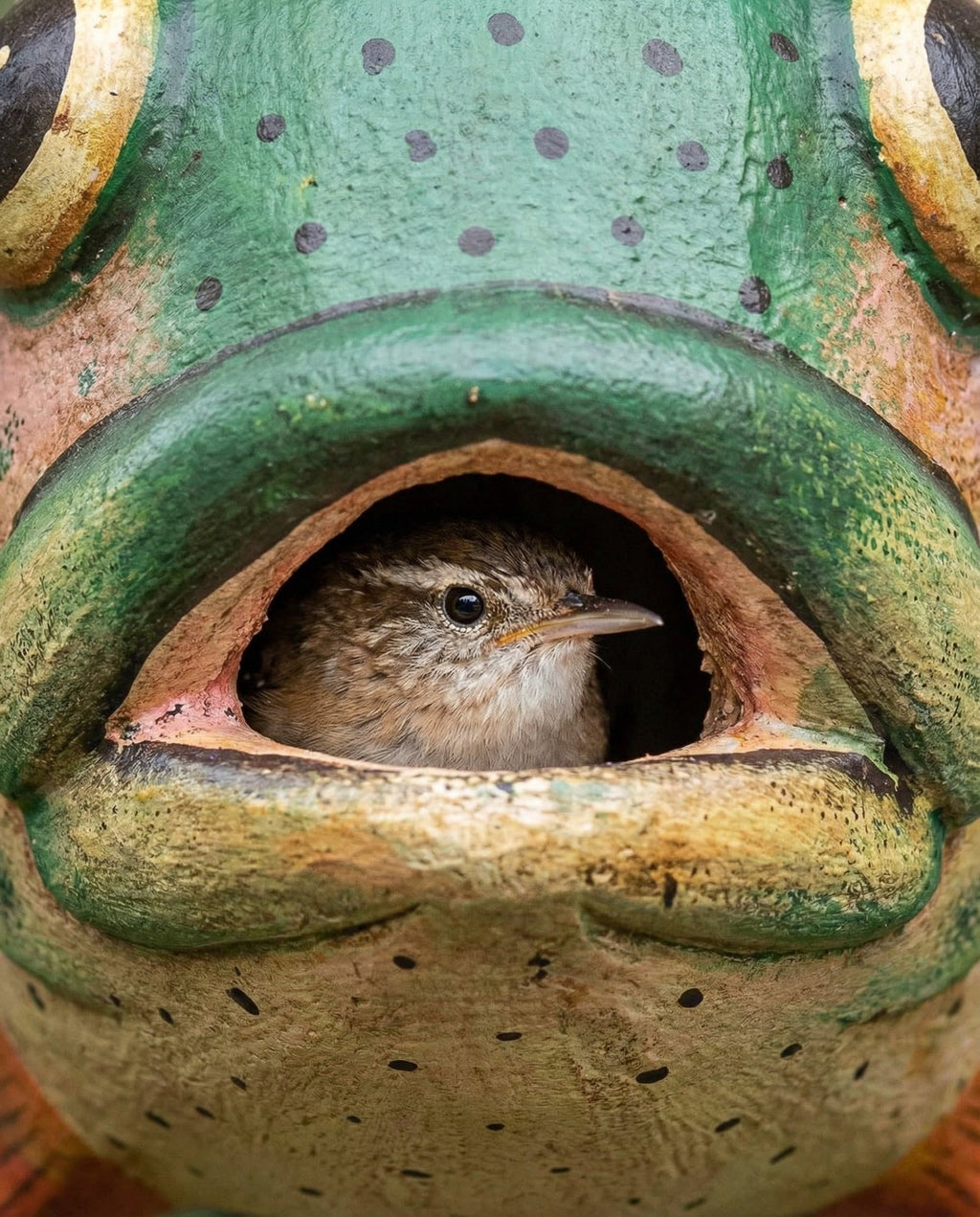 Trout Gord-O Wooden Birdhouse - Che Cose Belle