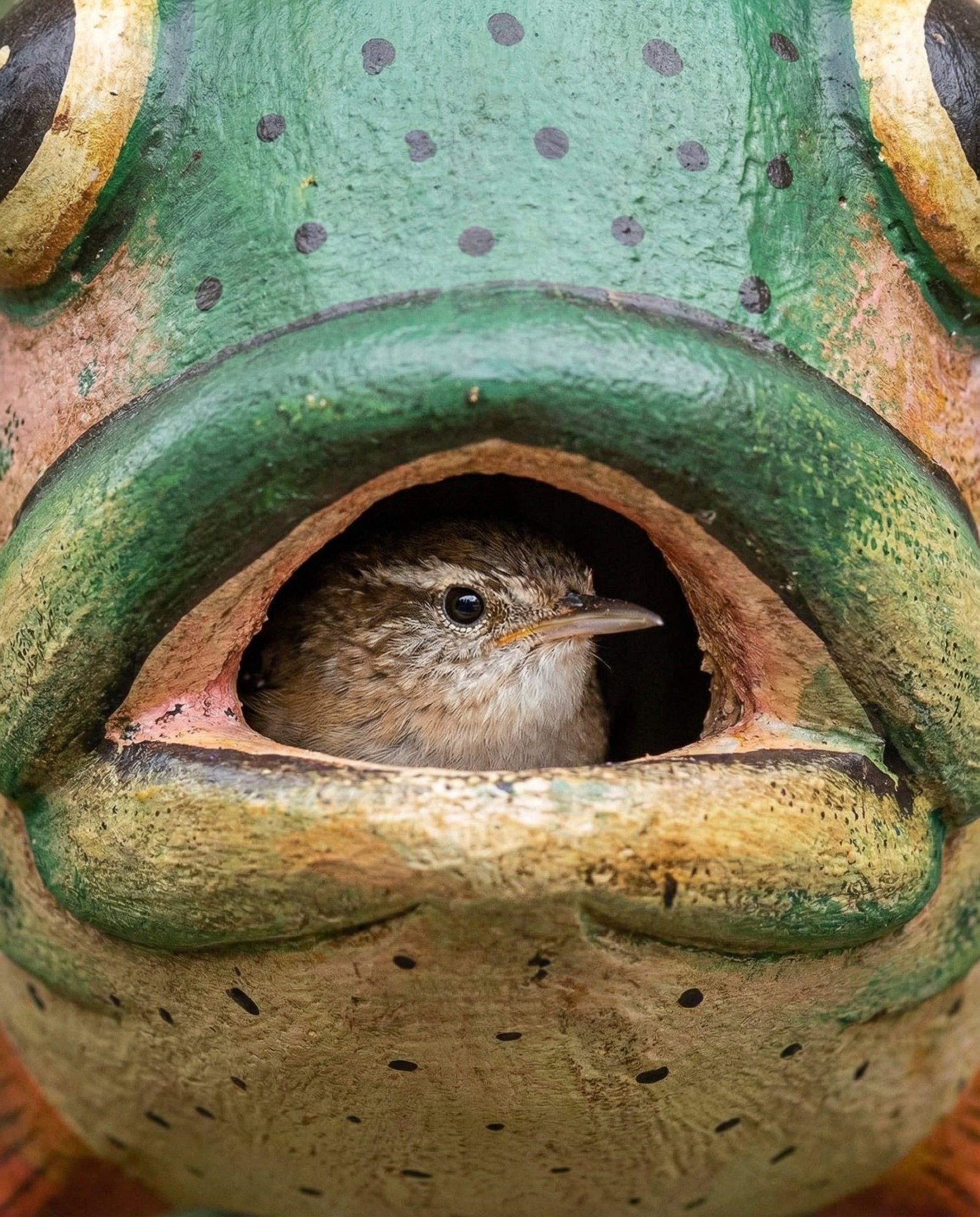 Trout Gord-O Wooden Birdhouse - Che Cose Belle