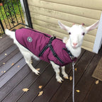 Waterproof Dog Coat with Harness — 7 Colors, Sizes XS–4XL - Che Cose Belle