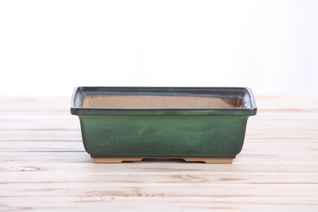 Willow Bonsai Ceramics Rectangle Bonsai Pot 8 Inch – Lower‑Profile Rectangular Ceramic Bonsai & Succulent Planter with Accentuated Rim, High‑Fired Frost‑Proof Stoneware, Handmade in USA (Avocado) - Che Cose Belle